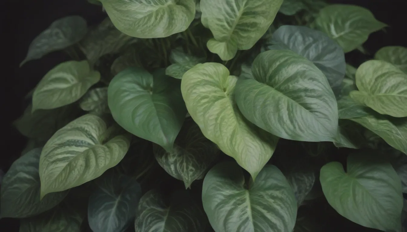 A Comprehensive Guide to Growing and Caring for Variegated Pothos Plants