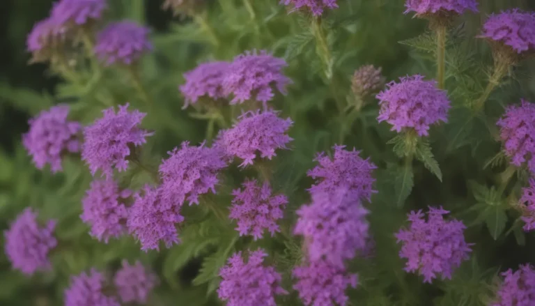 Ultimate Guide to Growing and Caring for Verbena Plants