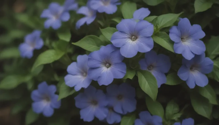 The Comprehensive Guide to Growing and Caring for Vinca Minor (Periwinkle)