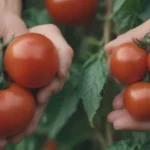 Choosing Between Vining Tomatoes and Bush Tomatoes: A Comprehensive Guide