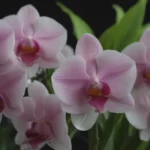 How to Properly Water Orchids: Ice Cubes as an Effective Watering Method