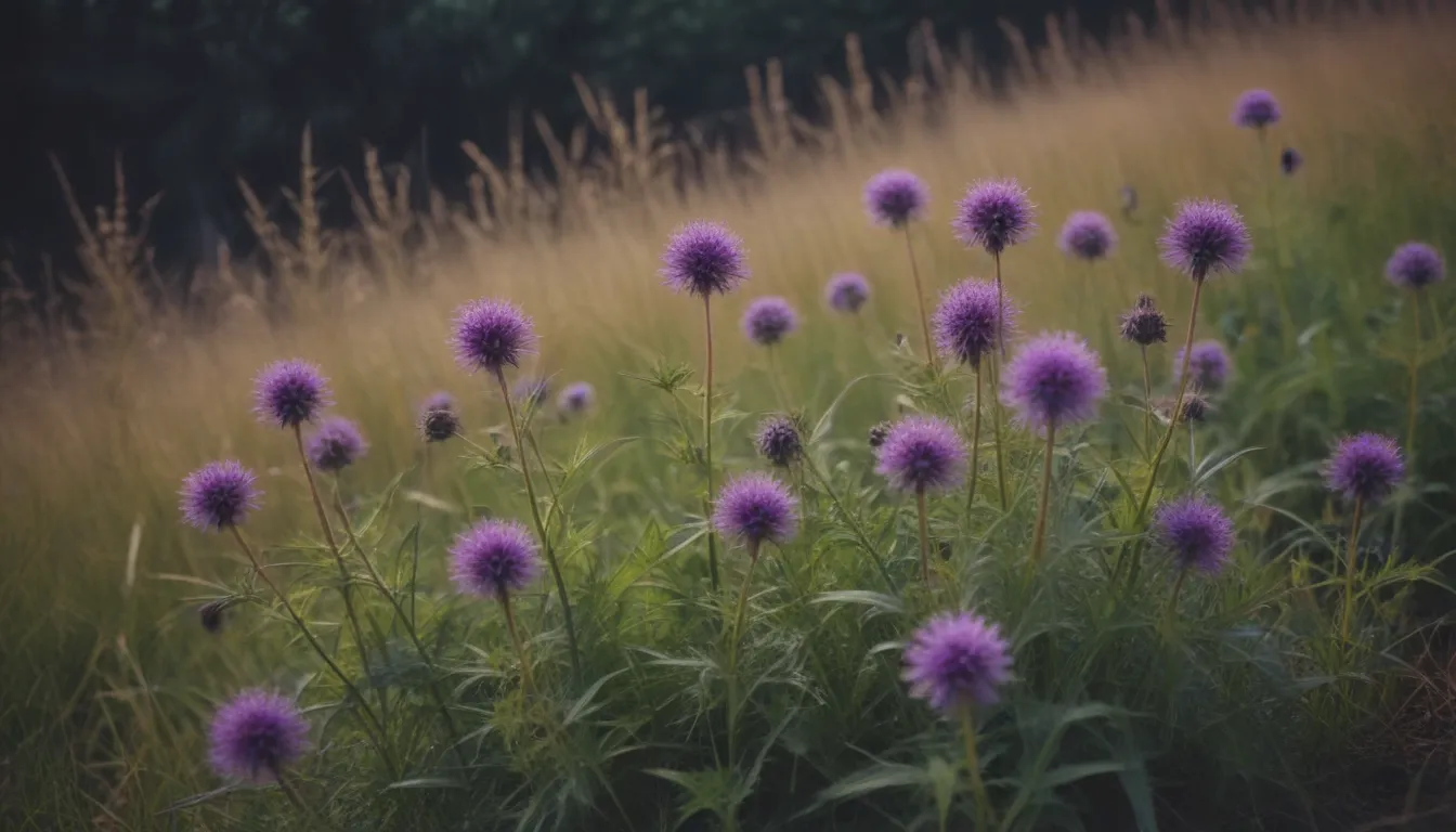 10 Weeds With Purple Flowers: Embracing Beauty or Eliminating Pests?