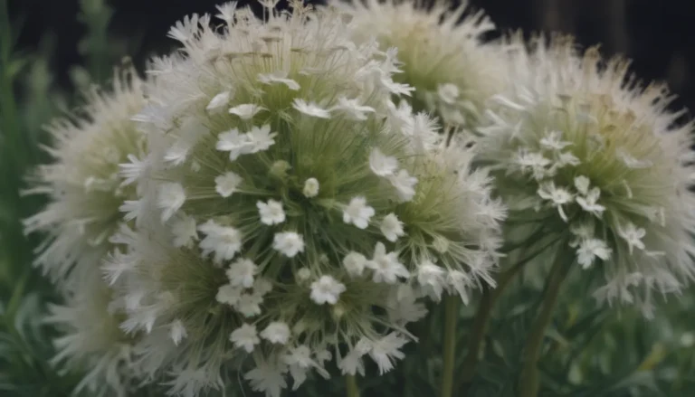 Identifying and Managing White Flower Weeds: A Comprehensive Guide