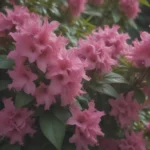 The Ultimate Guide to Growing and Caring for Weigela Bushes