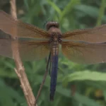 How to Attract Dragonflies: The Ultimate Guide to Creating a Dragonfly-Friendly Garden