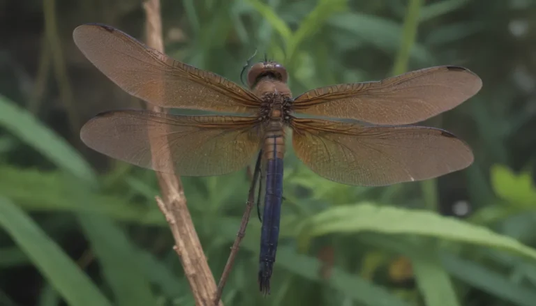 How to Attract Dragonflies: The Ultimate Guide to Creating a Dragonfly-Friendly Garden