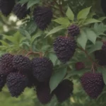 The Ultimate Guide on Growing and Caring for Elderberry Trees