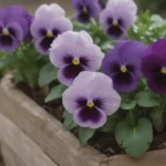 Caring for Pansies in Cold Weather: Your Complete Guide