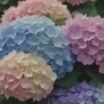 When Do Hydrangeas Bloom? Tips for A Beautiful Flowering Display