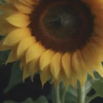 Everything You Need to Know About Sunflower Bloom Cycles