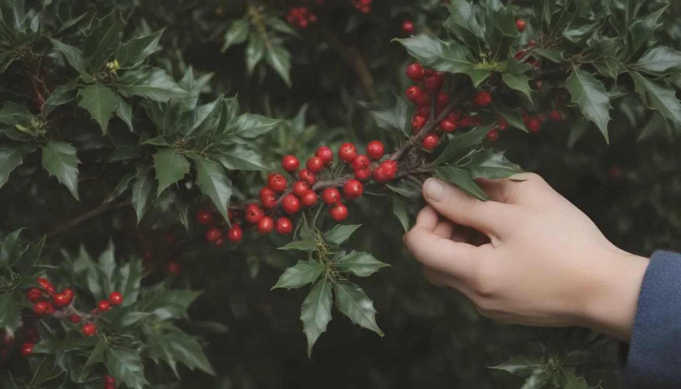 The Ultimate Guide to Pruning Holly Bushes: Tips and Techniques for Healthy Growth