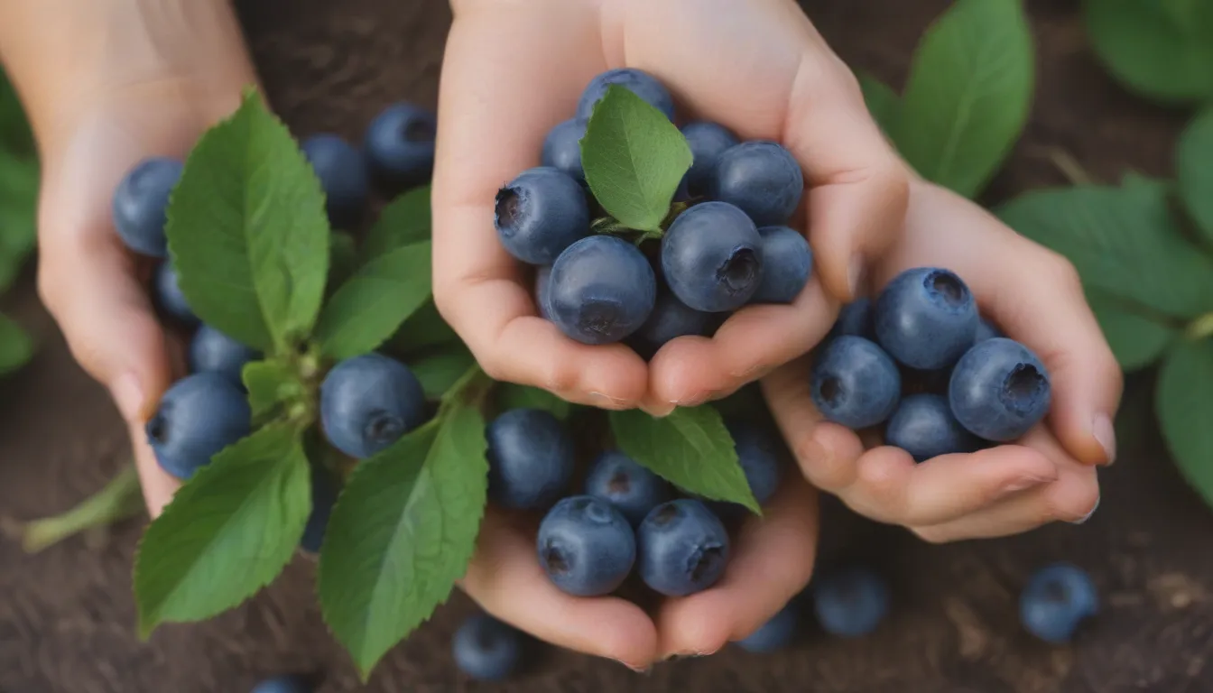 Everything You Need to Know About Fertilizing Blueberries for Healthy Plants