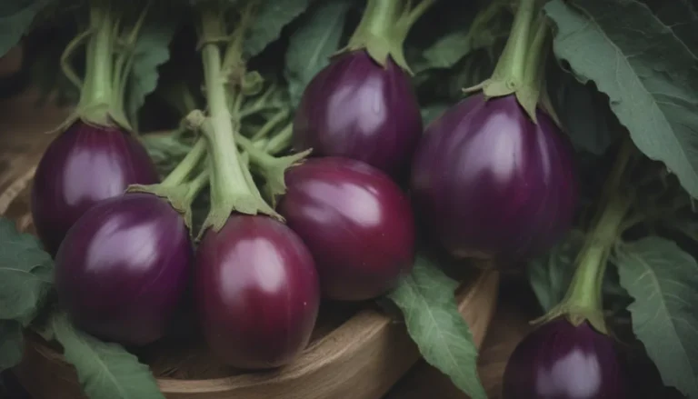 A Comprehensive Guide on Harvesting Eggplant for Optimal Results