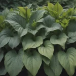 The Complete Guide to Growing Hostas in Sun and Shade