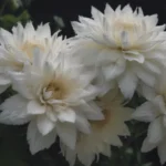 The Ultimate Guide to Growing and Caring for White Lace Flowers