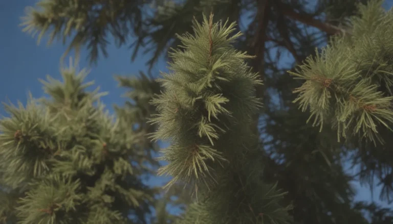 Complete Guide to Growing and Caring for White Spruce Trees