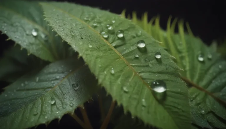 Understanding Water Droplets on Indoor Plant Leaves