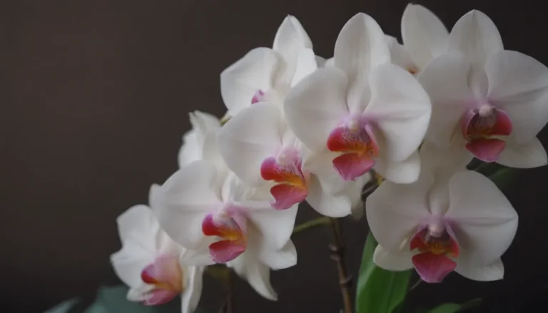 How to Take Care of Your Orchid: 12 Signs to Watch Out For