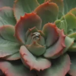 Understanding Why Your Succulent is Growing Tall