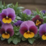 Ultimate Winter Pansy Care Guide: Everything You Need to Know to Grow This Cold-Hardy Flower