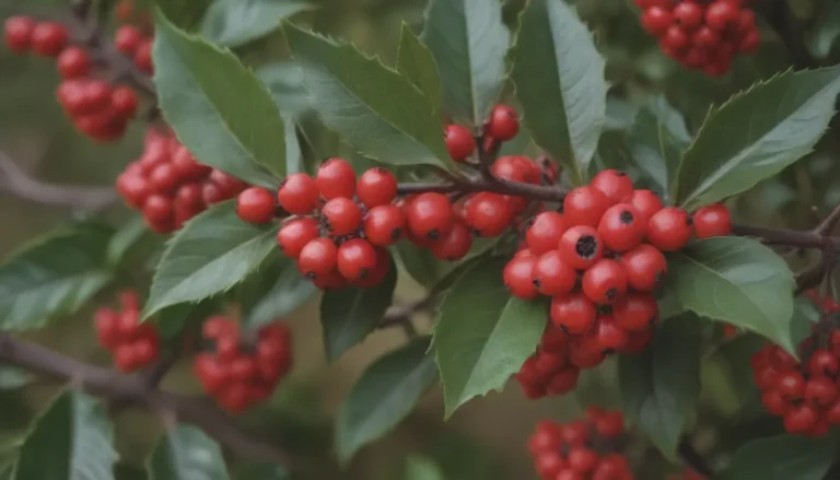 How to Grow and Care for Winterberry Holly: A Comprehensive Guide