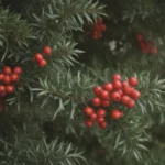 Comprehensive Guide on Growing and Caring for Yaupon Holly