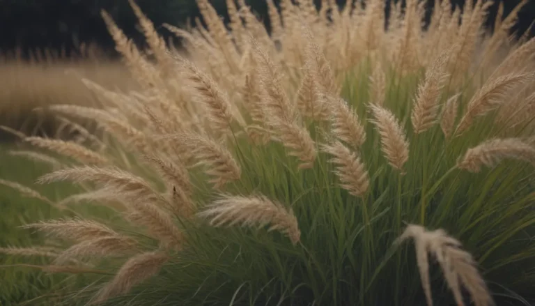 A Comprehensive Guide on Growing and Caring for Zebra Grass