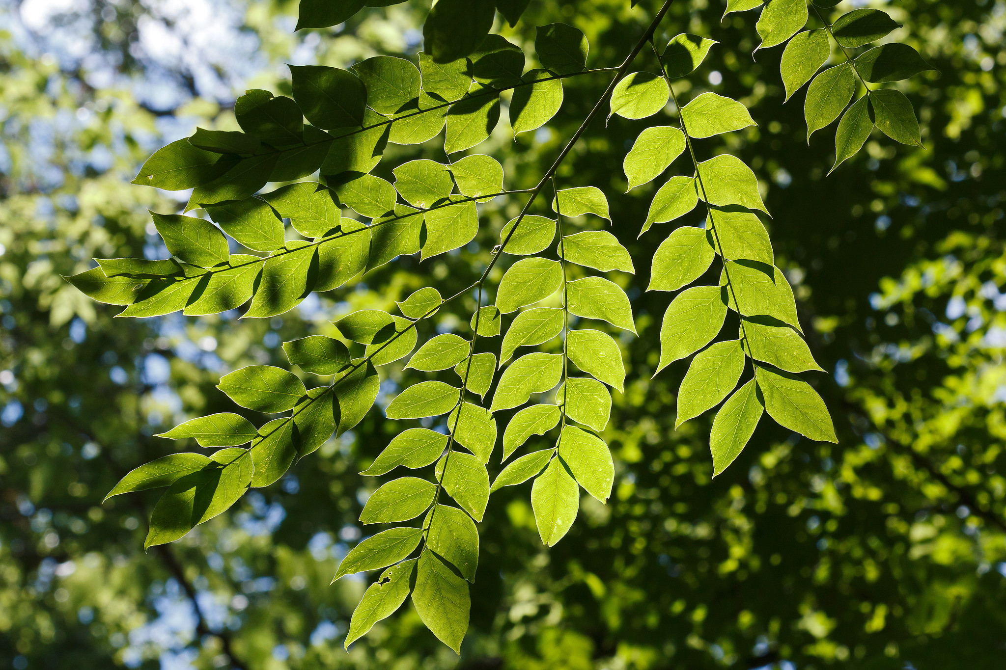 Kentucky Coffeetree