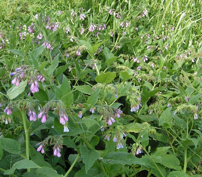 The Ultimate Guide to Growing and Caring for Comfrey