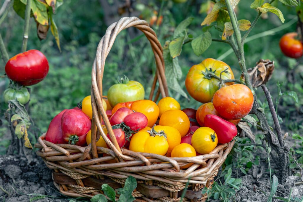 Basket full of tomatoes near tomatoes plants.