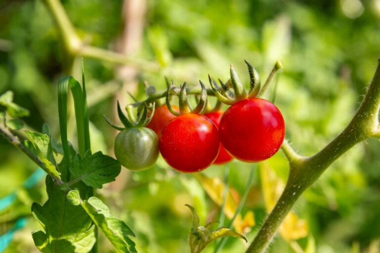 How to Rescue Overwatered Tomato Plants: A Comprehensive Guide