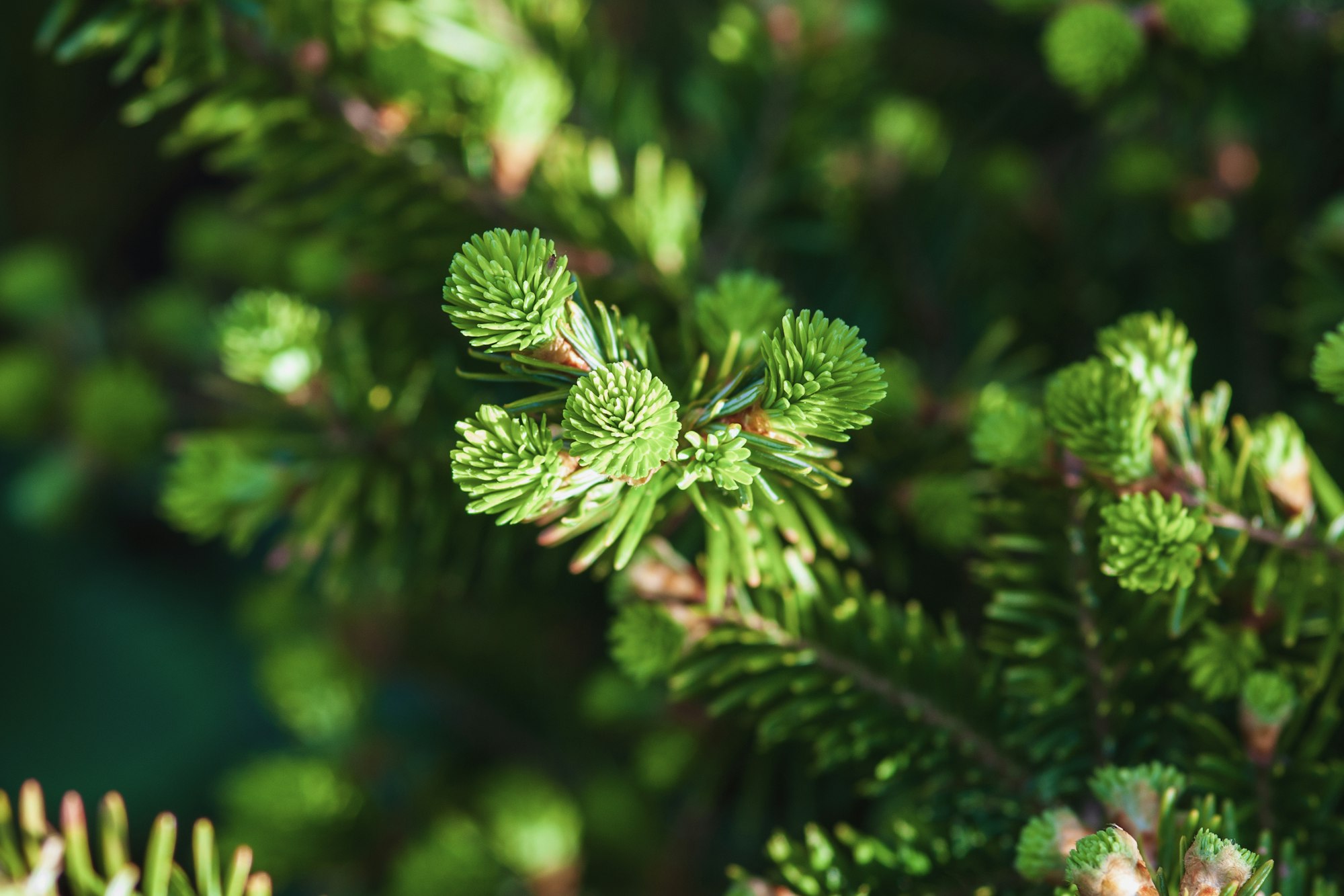 Christmas tree (Abies alba) twigs with young shoots in spring