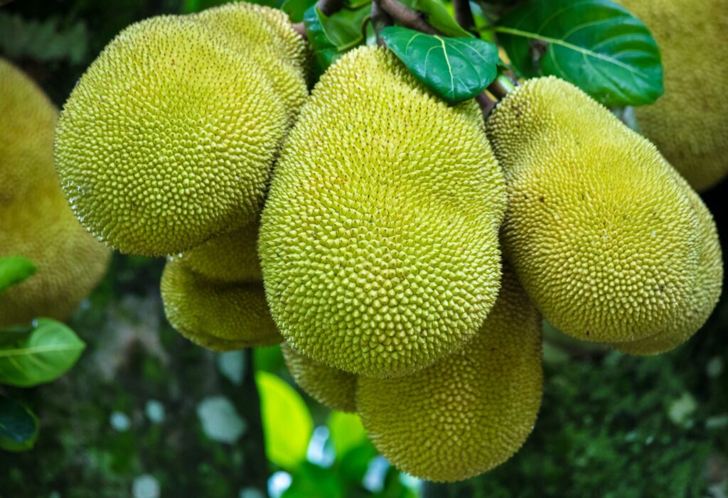 Closeup shot of growing Jackfruits on a tree