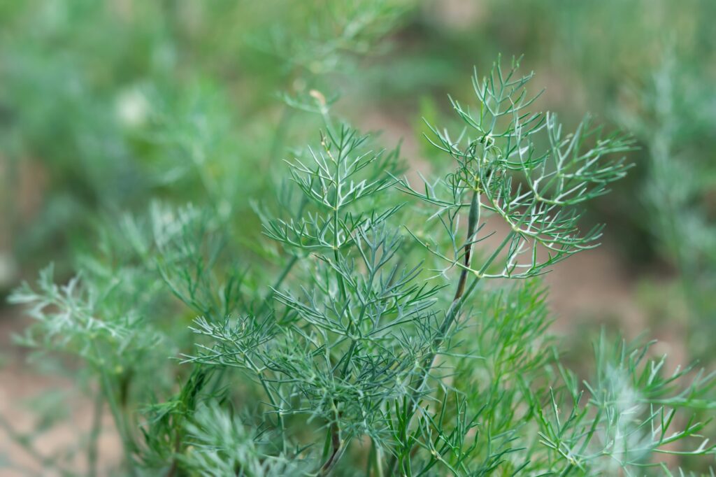 Dill bed close-up. Green food background.