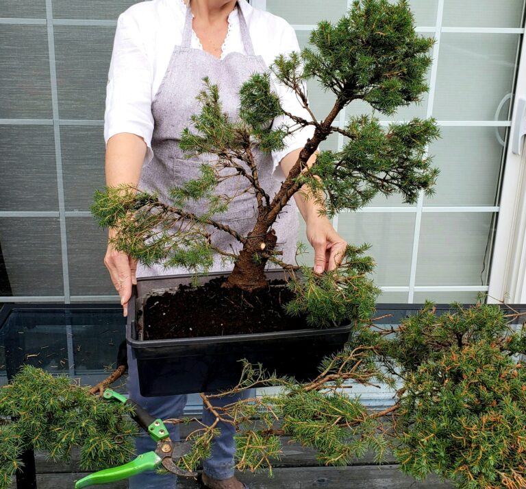 How To Successfully Grow and Care for Pine Tree Bonsai