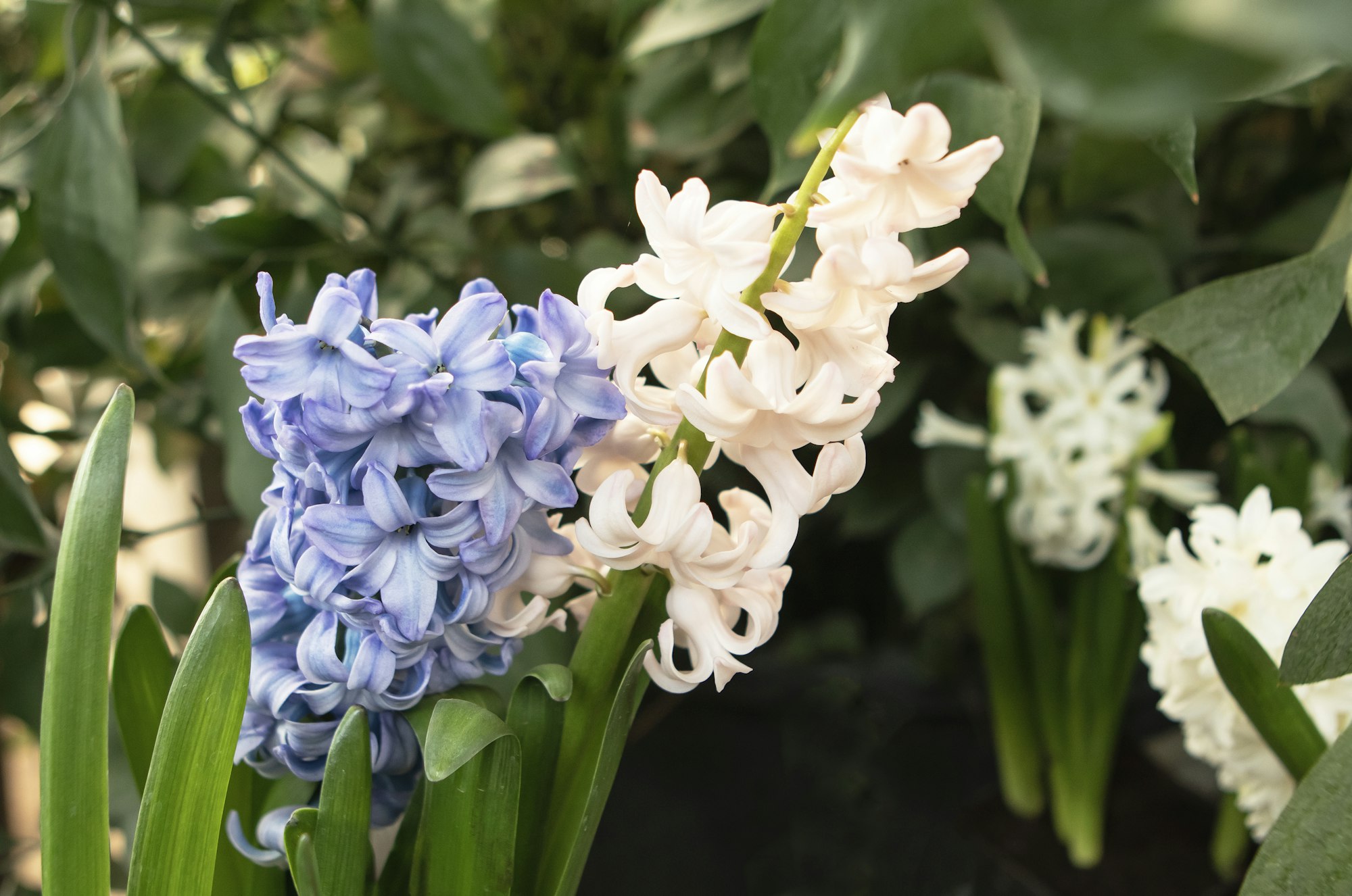 Hyacinth flowers in the garden