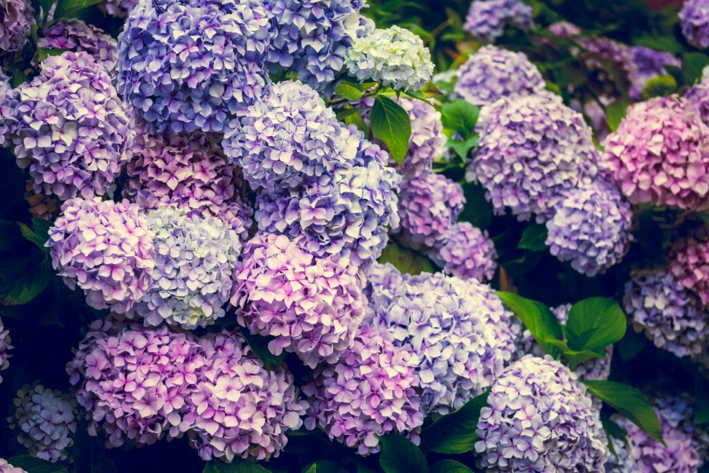 Hydrangea Flowers in the Garden