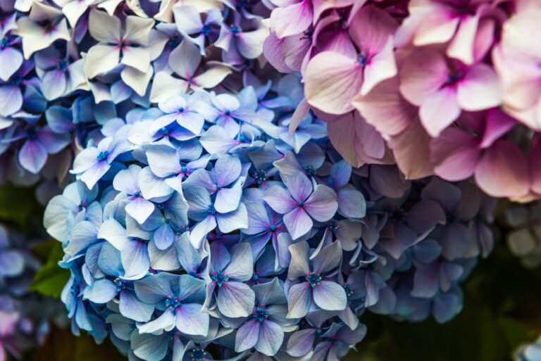 How to Make Your Hydrangea Bloom: A Comprehensive Guide