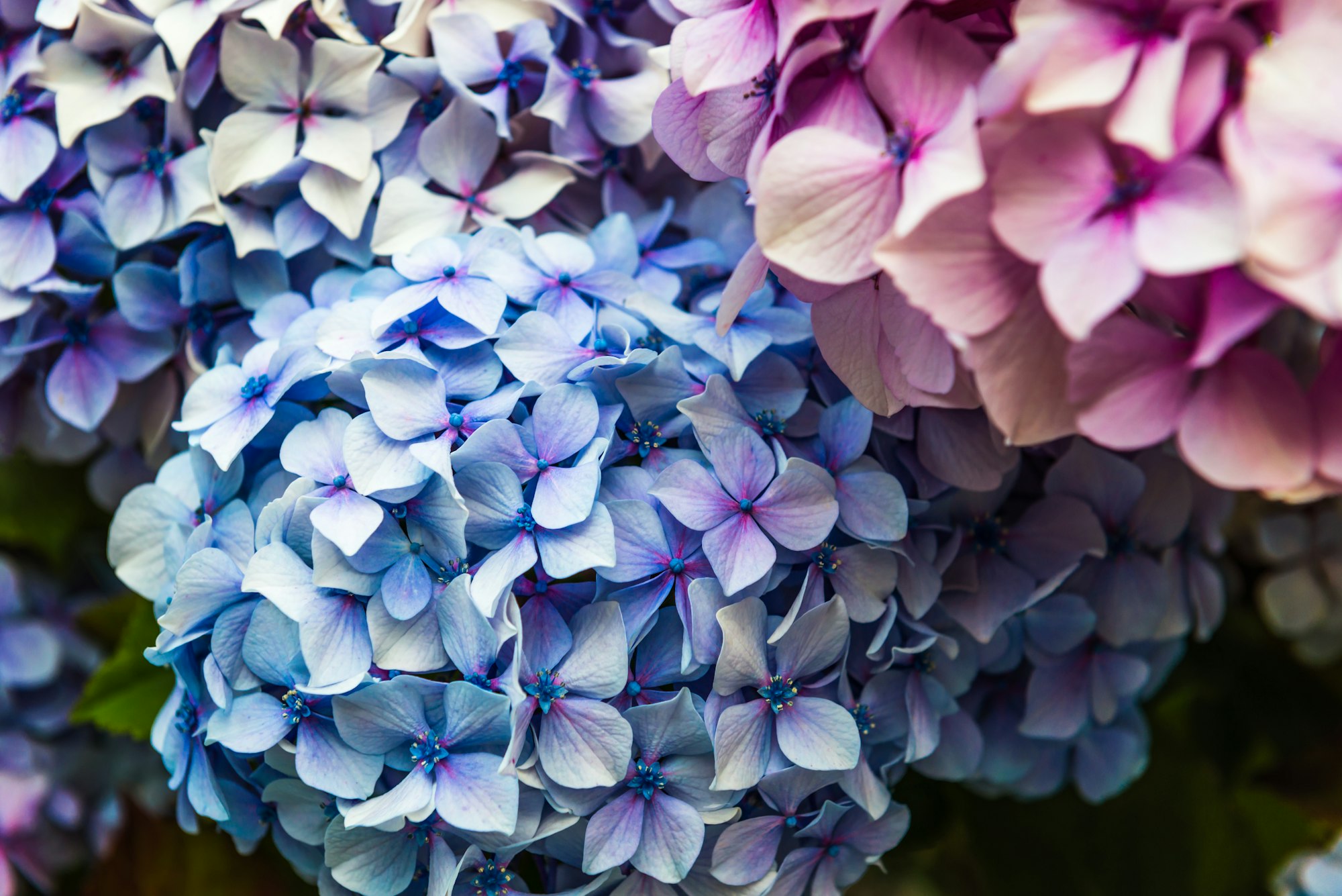 Hydrangea Flowers in the Garden