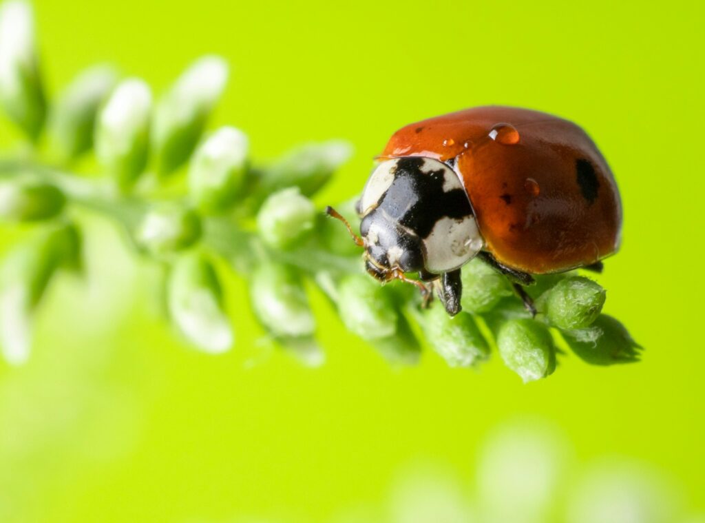 Insect red ladybug on a twig with small white flowers summer background