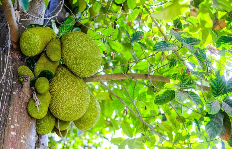 Guide to Growing and Caring for Jackfruit Trees: From Seed to Harvest