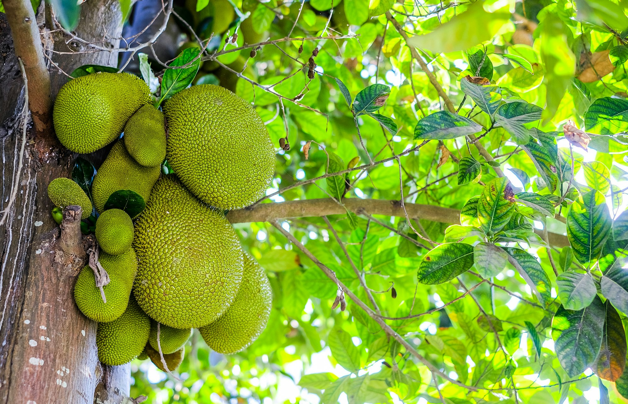 Jackfruit fruit on a tree