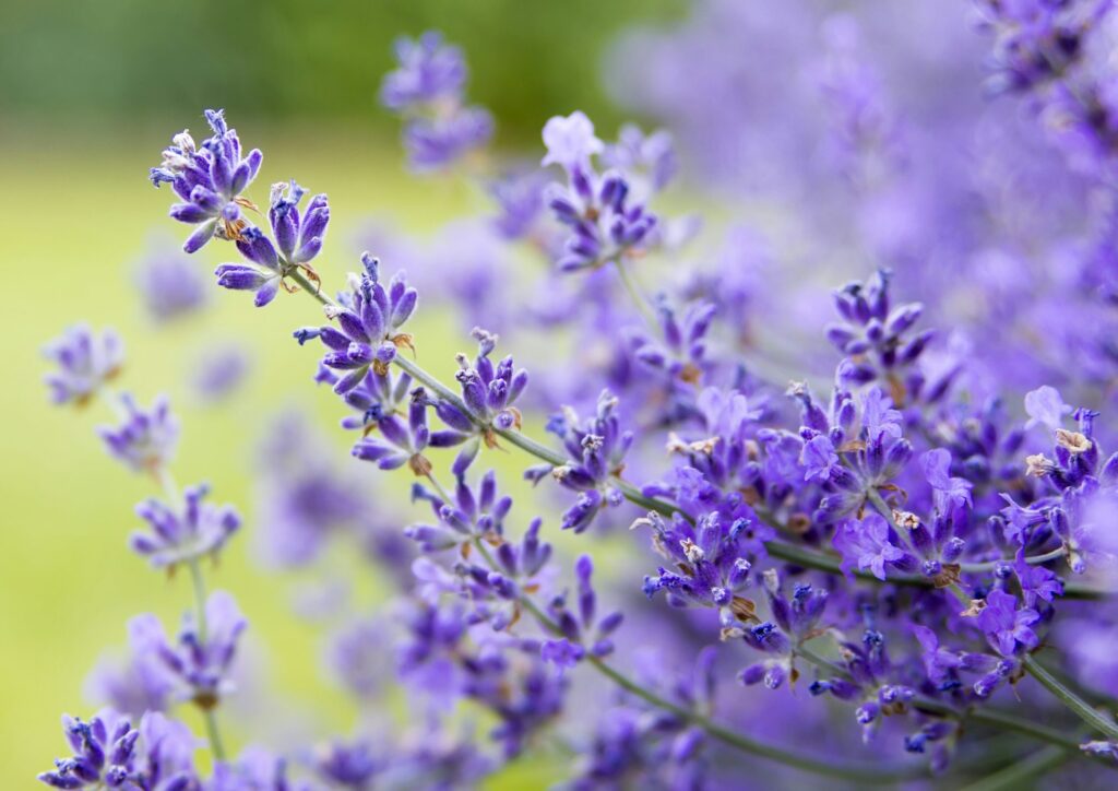 lavender