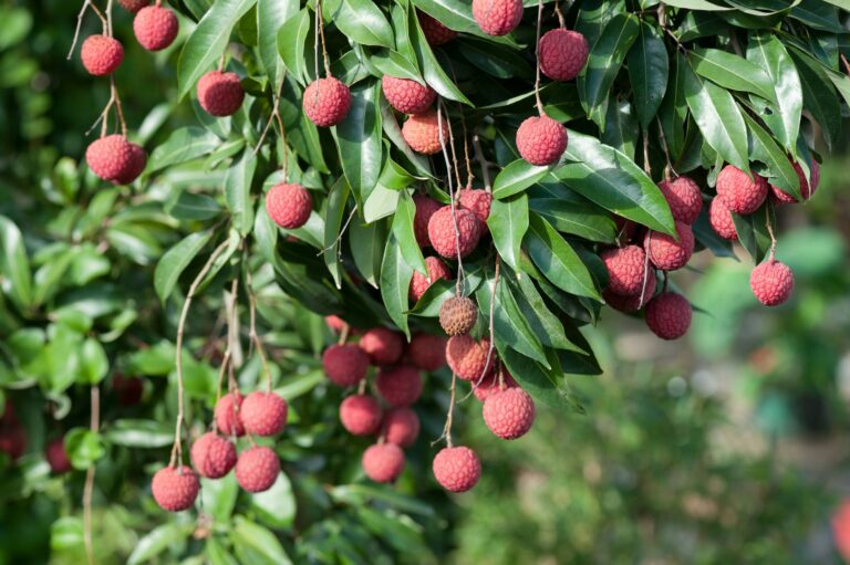 The Ultimate Guide to Growing and Caring for Lychee Trees: From Seed to Sweet Success