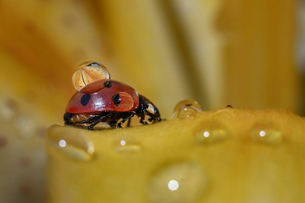 Macro shot of a ladybug on the surface of a flower with dewdrops