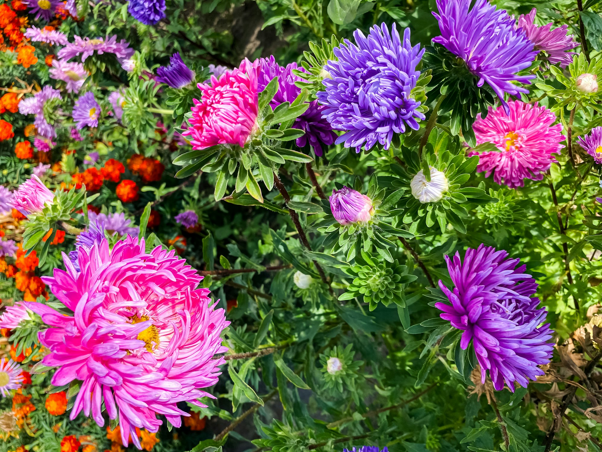 multi-colored asters close-up. natural flower background