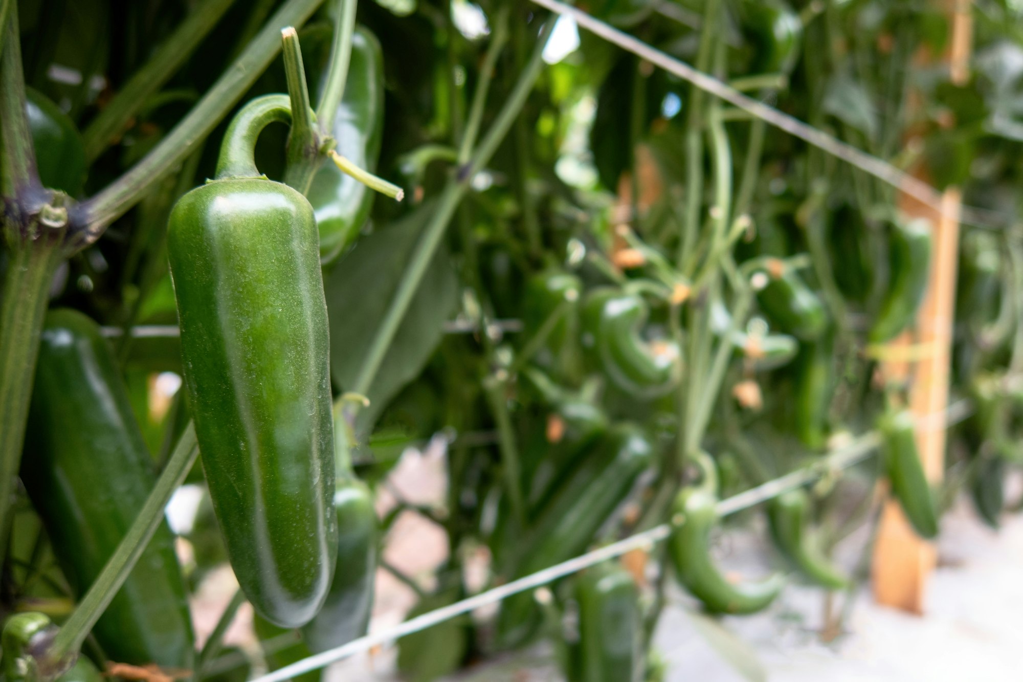 Organic jalapeno (Capsicum annuum) peppers on a jalapeno plant. Close-up photo.