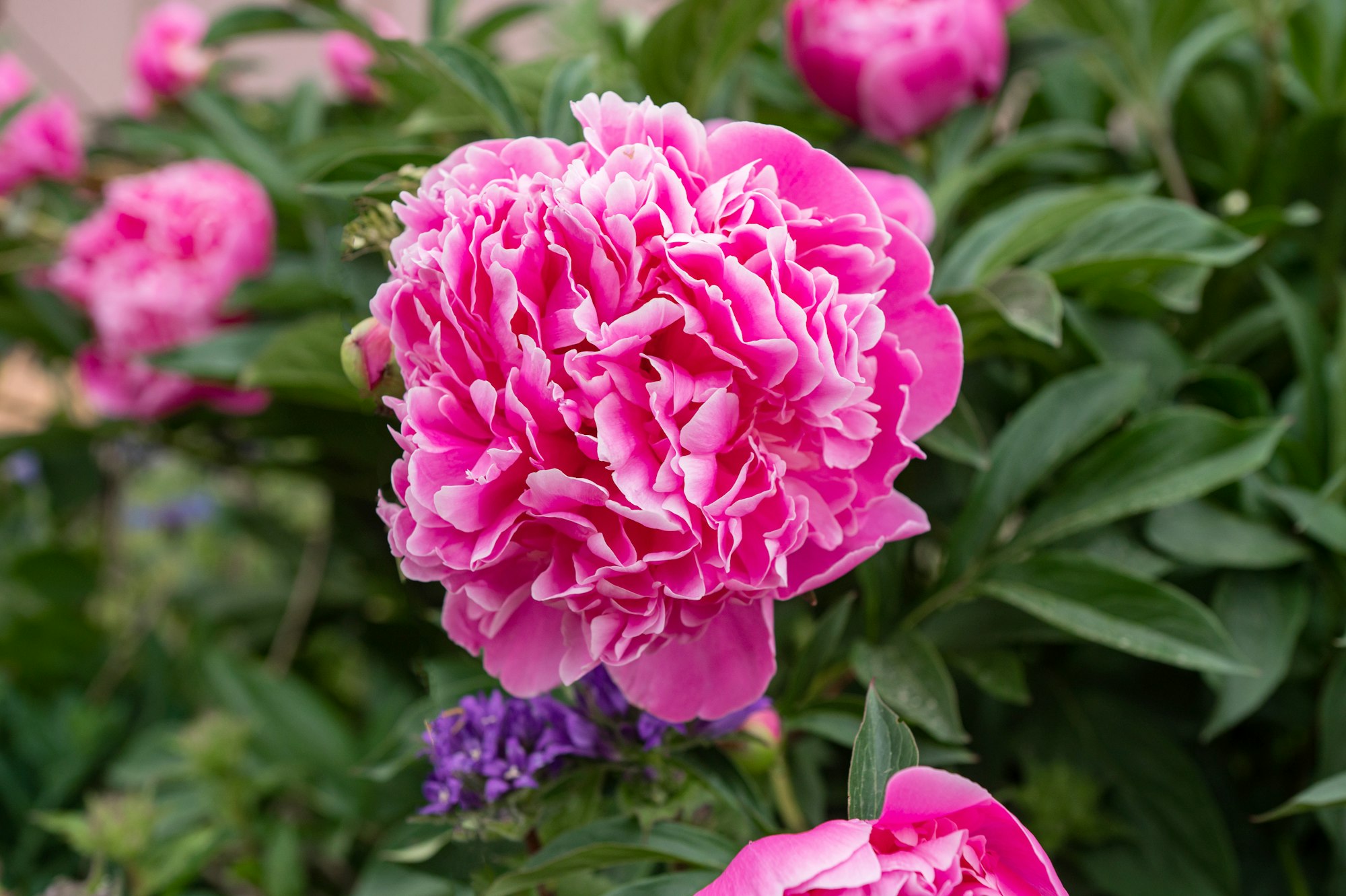 Pink peony flowers blooming on a background of pink peonies. The garden of peonies.