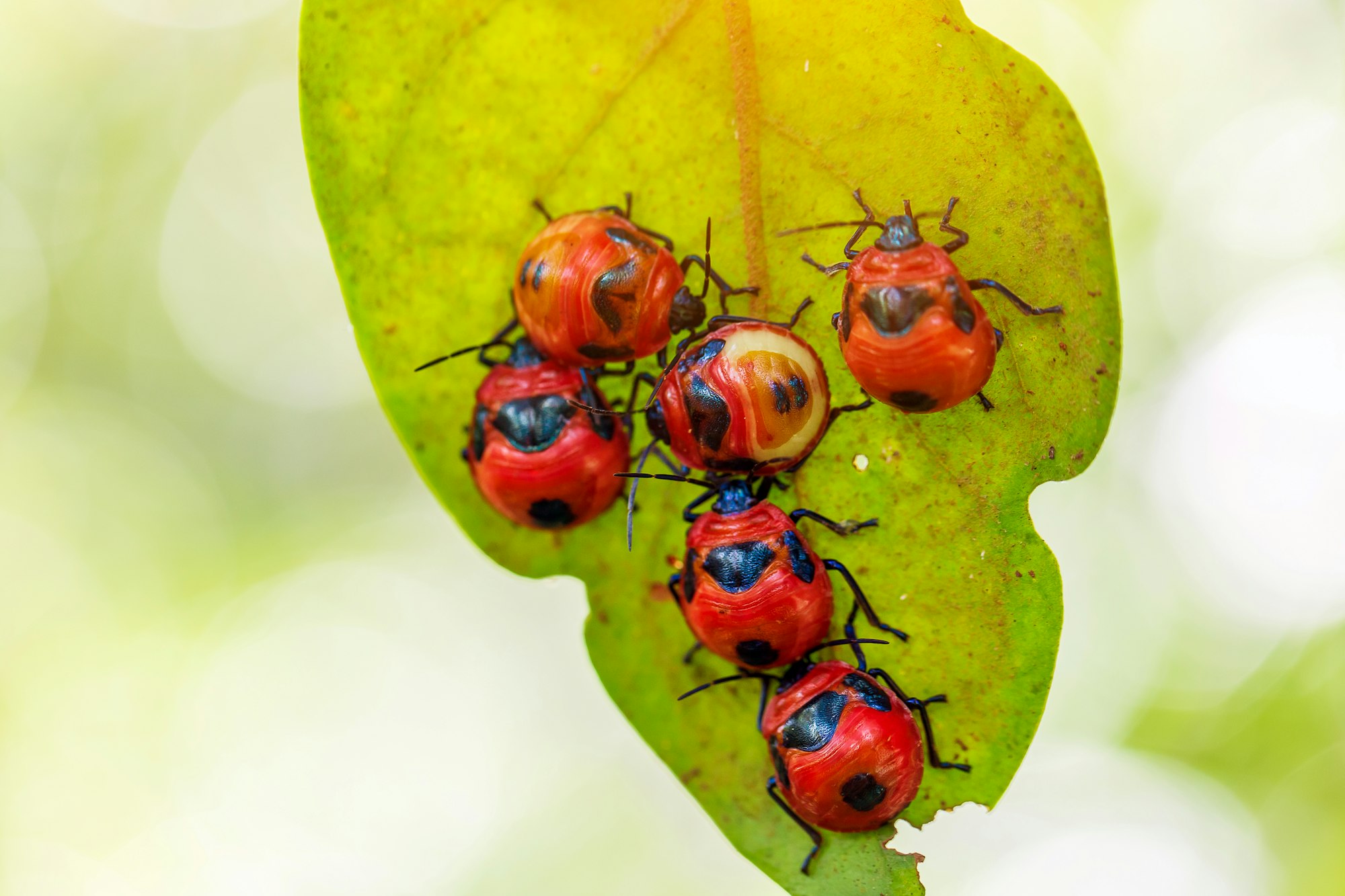 red ladybug on green grass