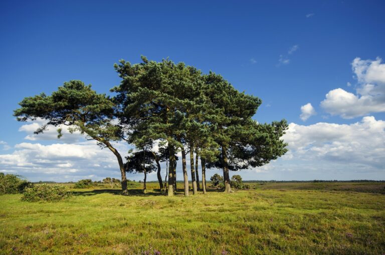 The Ultimate Guide to Growing and Caring for a Scots Pine Tree